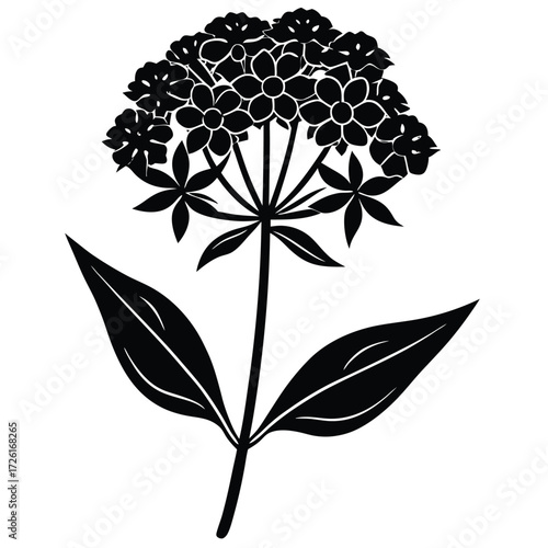 swamp milkweed flower silhouette botanical vector  (1).eps