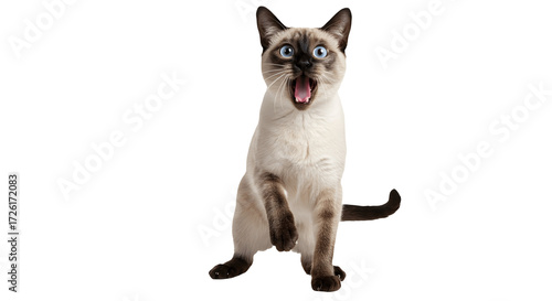 Surprised cat standing on hind legs with open mouth isolated on white background, funny feline pose PNG, adorable domestic pet expression, playful kitty image for design, web, print, clipart, transpar