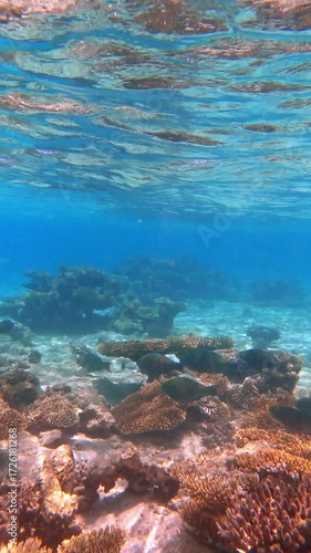 Vibrant underwater coral reef with fish