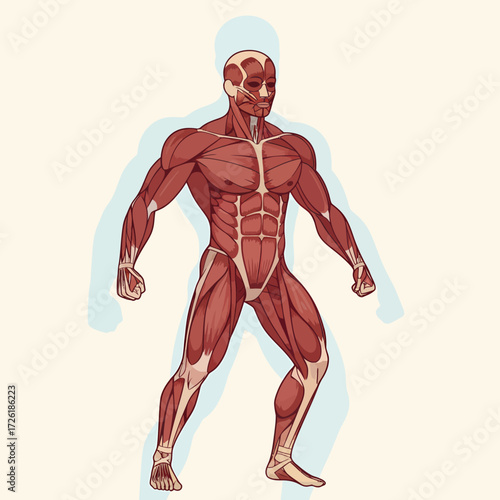 Detailed anatomical illustration of the human muscular system, showcasing the body's complex musculature and structure for educational, medical, and fitness concepts