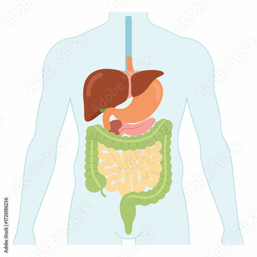 Human Digestive System Anatomy Liver, Stomach, and Intestines Diagram