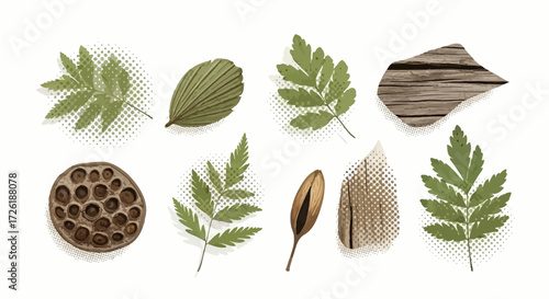 Assorted Botanical Illustrations of Leaves and Seeds