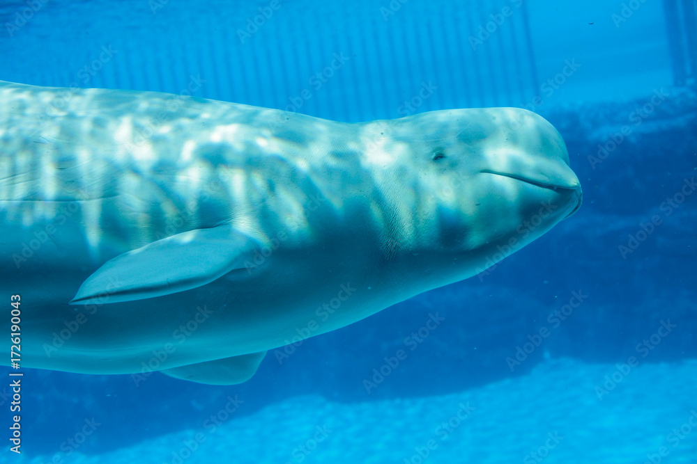 Naklejka premium Beluga close looking