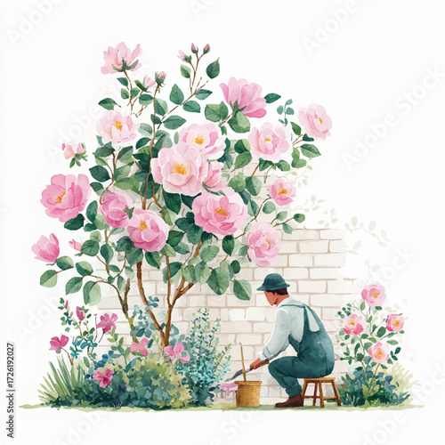Gardener tending to a large rose bush with pink flowers.