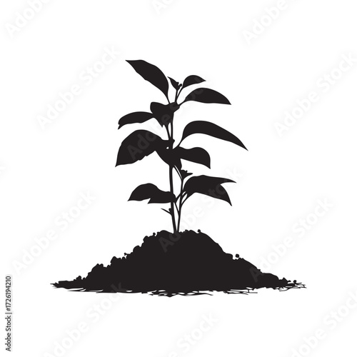 Silhouette of a Young Plant Growing in Soil on a White Background