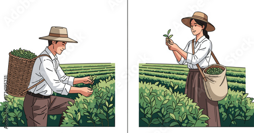 Tea farmers harvesting leaves illustration, agriculture field work, organic farming concept, traditional cultivation process, sustainable crop production, green tea plantation lifestyle