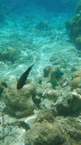 Colorful fish swimming in coral reef underwater