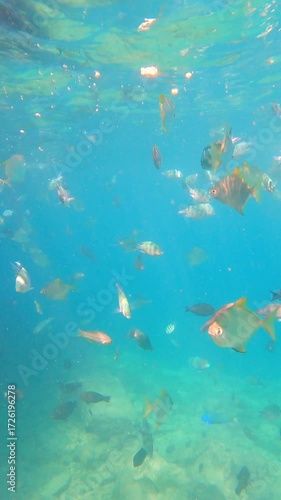Colorful fish swimming underwater in clear sea