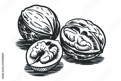Walnut halves and whole nuts sketched on white. Vector hand drawn illustration