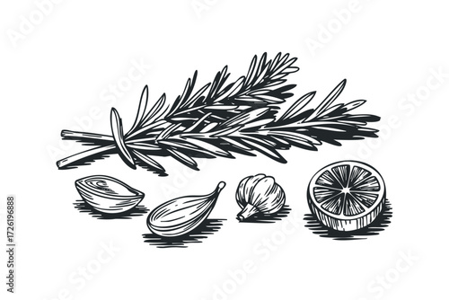Herbs and Aromatics Still Life Composition. Vector hand drawn illustration