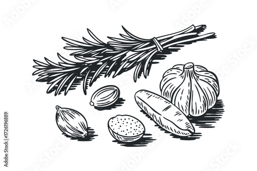 Herbs and Spices sketch with garlic. Vector hand drawn illustration