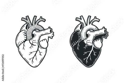 Anatomical Heart Line Art Versus Silhouette. Vector hand drawn illustration