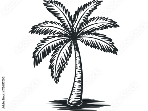 Sketch of a Tropical Palm Tree. Vector hand drawn illustration