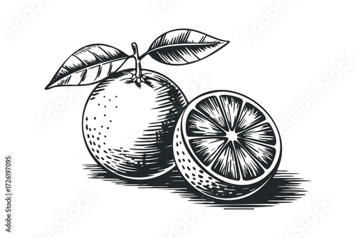 Whole and halved citrus fruit with leaves. Vector hand drawn illustration