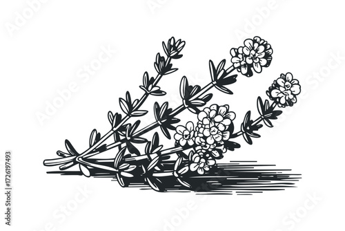 Line drawing of thyme herb sprigs with delicate blossoms and leaves. Vector hand drawn illustration