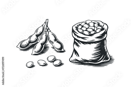 Soybean pods and harvested beans in a sack. Vector hand drawn illustration
