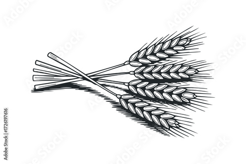 Bundle of Wheat Stalks in Simple Line Drawing. Vector hand drawn illustration
