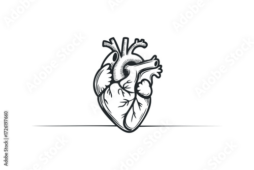 Anatomical heart drawing with line. Vector hand drawn illustration