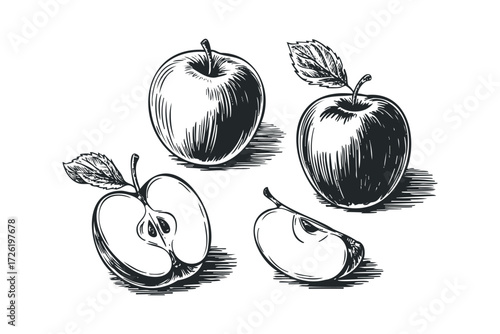 Engraved Apples Whole Halved and Sliced with Leaves. Vector hand drawn illustration