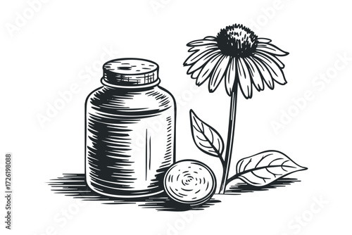 Vintage ink drawing of Echinacea flower and herbal medicine bottle. Vector hand drawn illustration