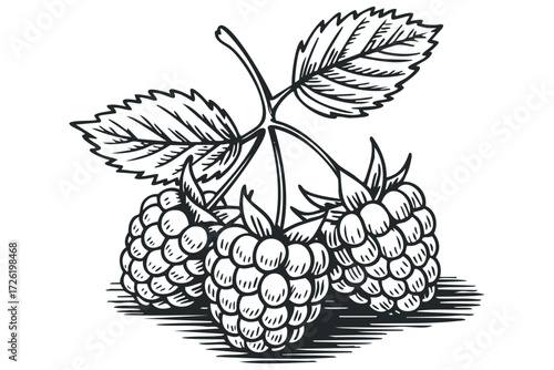Woodcut style image of three ripe raspberries with leaves. Vector hand drawn illustration