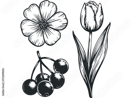 Black and white drawing of a flower and fruit. Vector hand drawn illustration