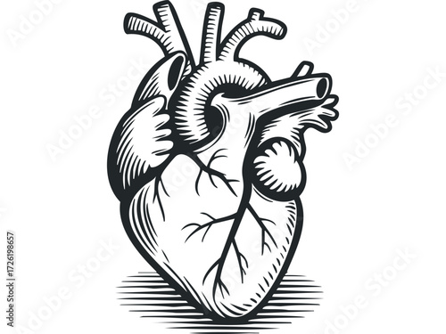 Stylized Anatomical Heart Illustration with Bold Lines. Vector hand drawn illustration