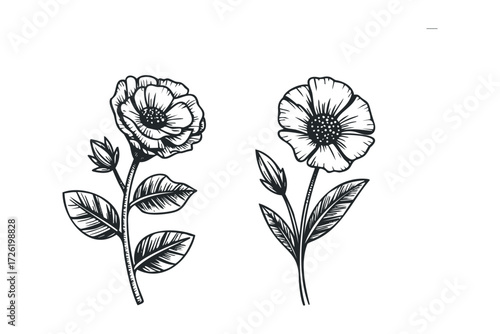 Two delicate floral line drawings on white background. Vector hand drawn illustration