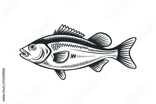 Black and White Fish Illustration Side View. Vector hand drawn illustration