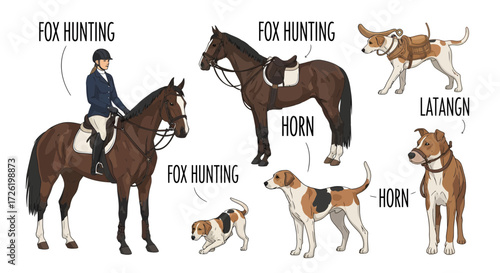 Vector collection illustrating the essential components of a traditional equestrian event, showing a horse, rider, distinct hound breeds, and a hunting instrument