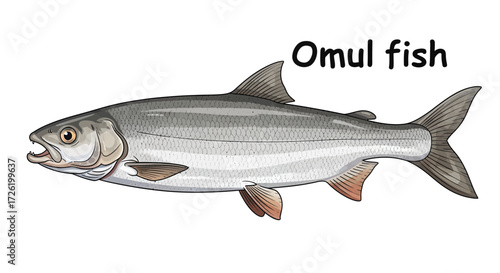 Omul Fish A Detailed Illustration of the Iconic Arctic Freshwater Fish