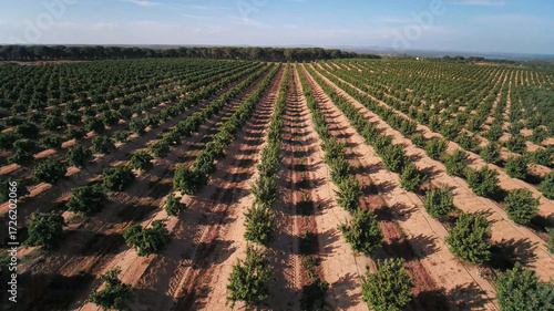 Avocado planting process and pest control with technical irrigation in large agricultural fields