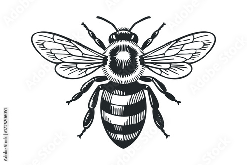 Detailed line art of a bee on a white background. Vector hand drawn illustration