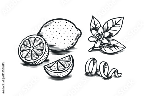 Whole and sliced lemon with bloom and peel. Vector hand drawn illustration