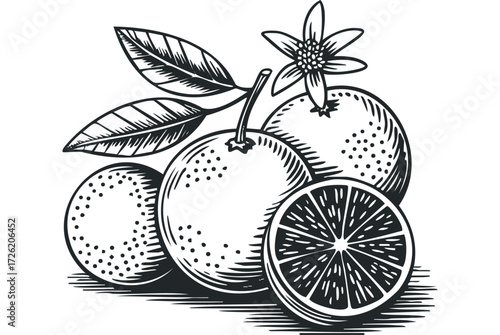 Line art of ripe oranges with leaves and blossom. Vector hand drawn illustration