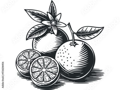 Woodcut Style Oranges with Blossom and Leaves. Vector hand drawn illustration