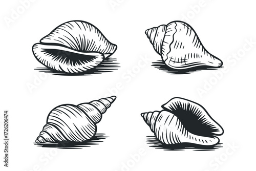 Collection of four diverse seashell drawings with hatching and shading. Vector hand drawn illustration
