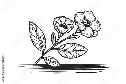 Black and white drawing of flowering plant branch. Vector hand drawn illustration
