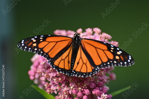 Butterfly 2022-11a
Monarch butterfly (Danaus plexippus)