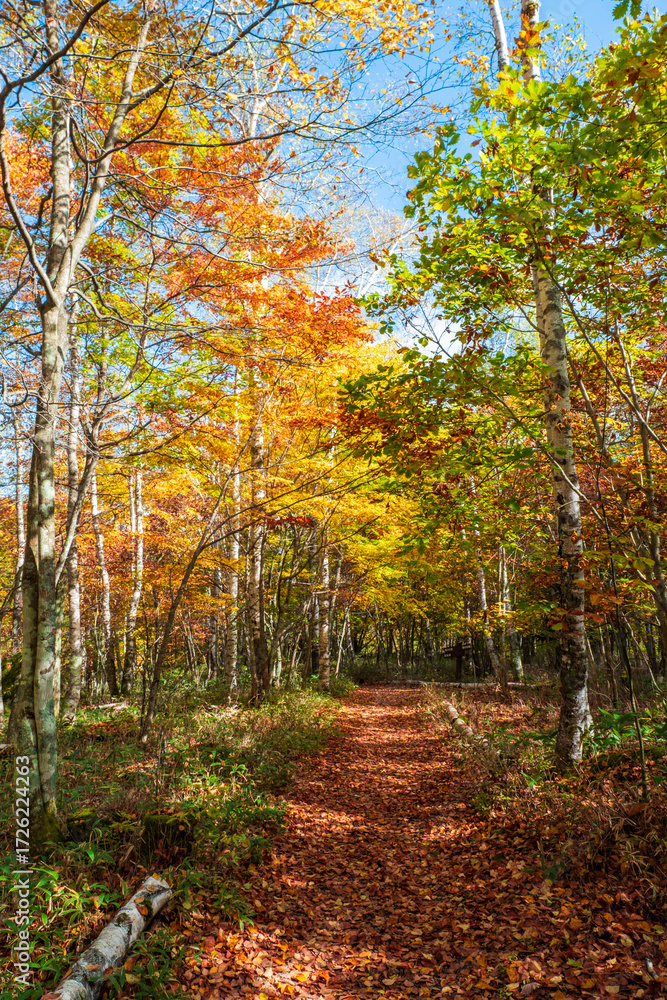 Naklejka premium 八千穂高原自然園 秋
