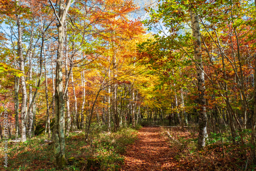 Obraz premium 八千穂高原自然園 秋