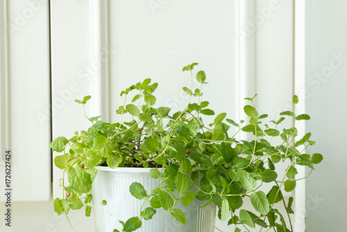 Green hydroponic mint, indoor houseplant