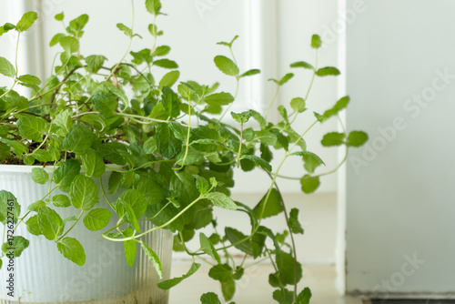 Green hydroponic mint, indoor houseplant