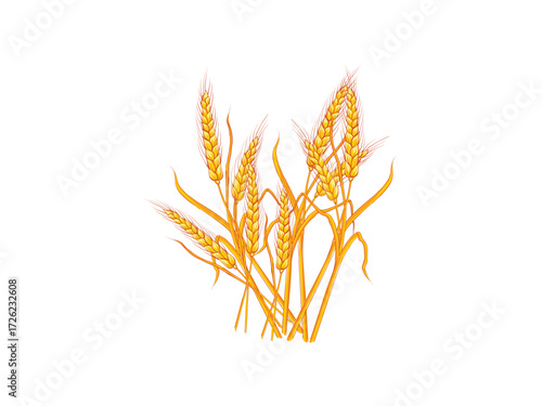 Vector illustration of harvest wheat grain, rice stalk, and whole bread grains representing nutritious cereal crops used in agriculture, food, and baking themes