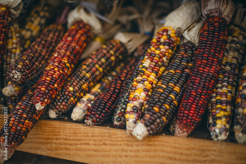 Billede på lærred A collection of vibrant Indian corn cobs rests on a wooden shelf
