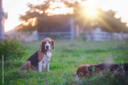 Beagle Sitting in Grass at Sunset in Open Field, Calm Rural Dog Portrait