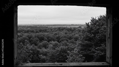 A serene black and white view of a lush forest through a window.