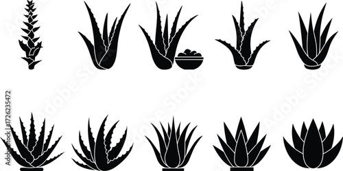 Aloe vera plant icon set, black silhouette vector, medicinal leaf design, skincare botanical illustration, herbal healing graphic, natural remedy collection