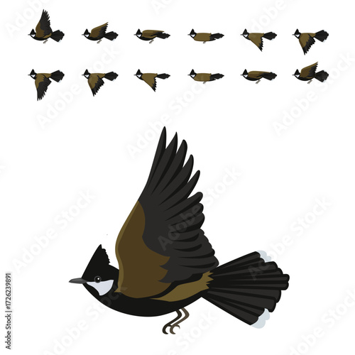 Eastern Whipbird Flying Animation Sequence Cartoon Vector