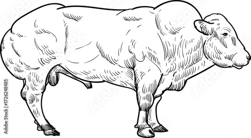 Vintage hand drawn sketch of Belgian blue bull